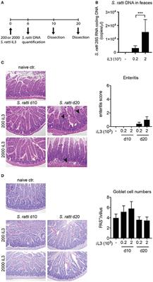 Th2/1 Hybrid Cells Occurring in Murine and Human Strongyloidiasis Share Effector Functions of Th1 Cells